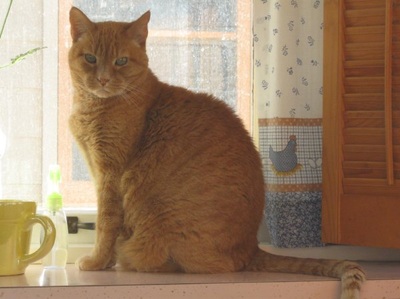 Orange tabby cat sitting on kitchen counter by a window.