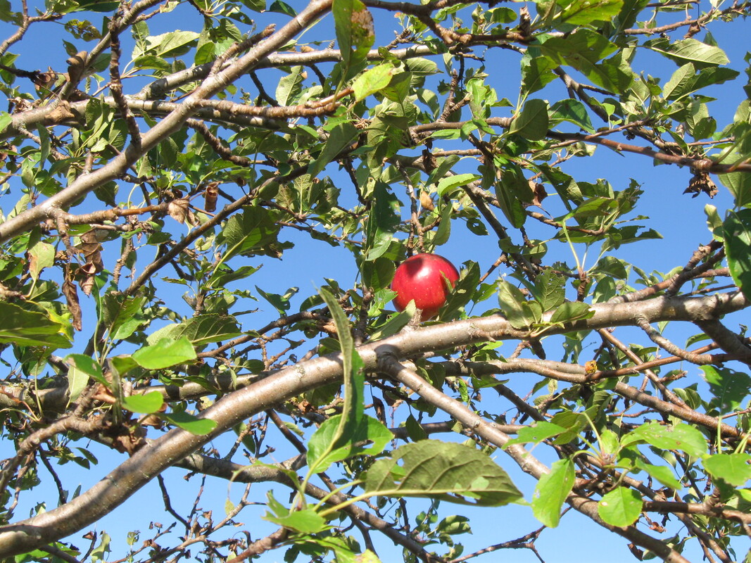 Photo of a red apple in an apple tree.