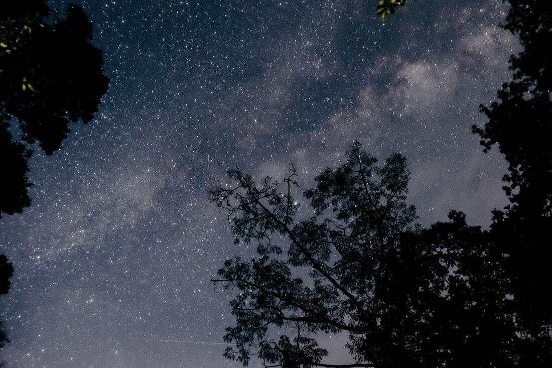 Starry sky framed by trees